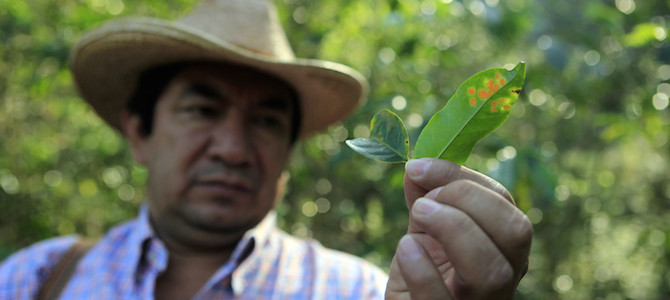 guatemala-coffee-climate-change.jpg