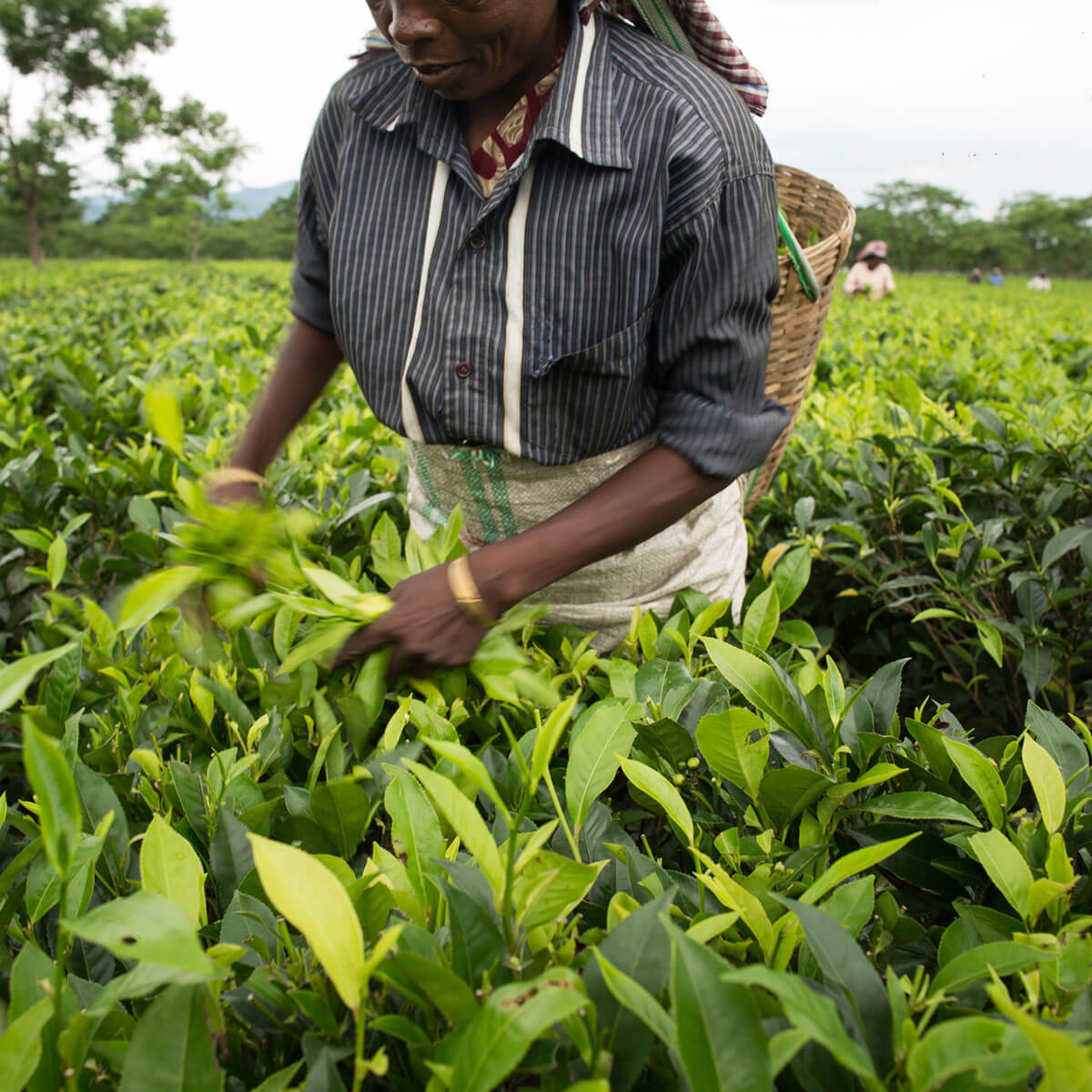 A worker in a field